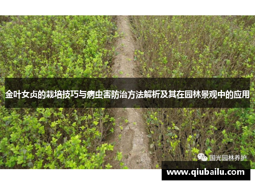 金叶女贞的栽培技巧与病虫害防治方法解析及其在园林景观中的应用
