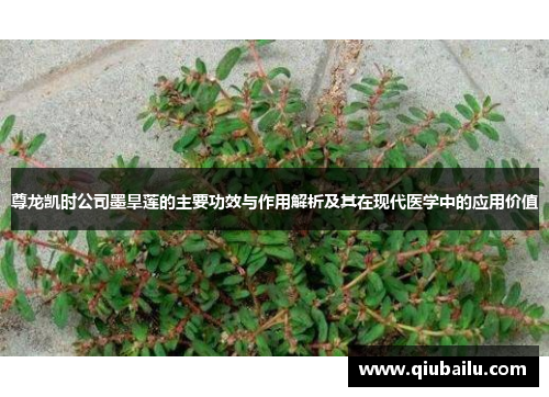 尊龙凯时公司墨旱莲的主要功效与作用解析及其在现代医学中的应用价值