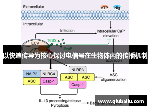 以快速传导为核心探讨电信号在生物体内的传播机制
